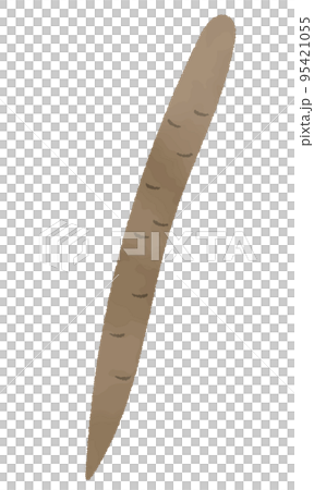 水彩風　ごぼうのイラスト素材 95421055