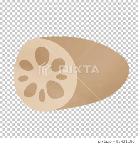 水彩風 レンコンのイラスト素材 水彩風 レンコンのイラスト素材 95421196