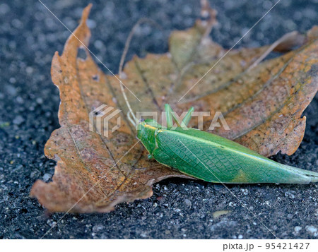 鮮やかな緑色のコオロギ科アオマツムシ 鮮やかな緑色のコオロギ科アオマツムシ 95421427