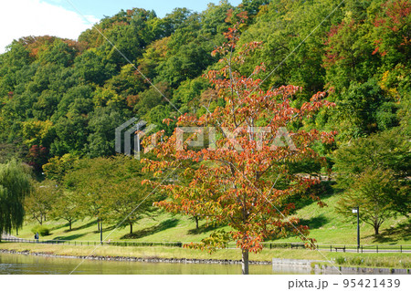紅葉が始まった公園 95421439