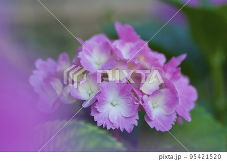 雨に濡れたピンクの紫陽花 95421520