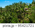 Rice terraces, rice sprouts. Palm trees, jungle. Blossoming life. Bali. 95421721