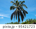 Green juicy palm trees against a beautiful blue sky. Paradise Island Bali 95421723
