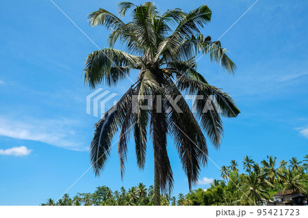 Green juicy palm trees against a beautiful blue sky. Paradise Island Bali 95421723