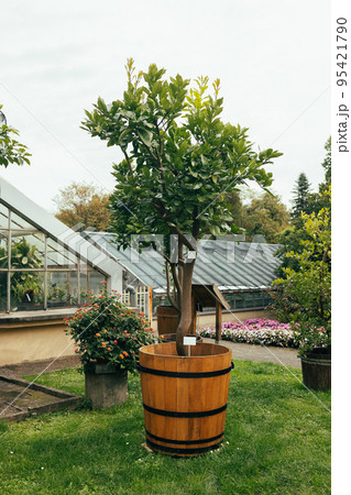 Lemon garden. Lemon tree growing in a wooden pot tub in a botanical garden Lemon garden. Lemon tree growing in a wooden pot tub in a botanical garden 95421790