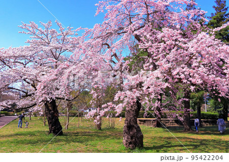 満開の枝垂れ桜と染井吉野 満開の枝垂れ桜と染井吉野 95422204