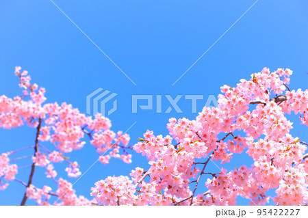 快晴の青空と鮮やかなピンクの枝垂れ桜 快晴の青空と鮮やかなピンクの枝垂れ桜 95422227