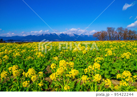 早咲きの菜の花と雪山 95422244