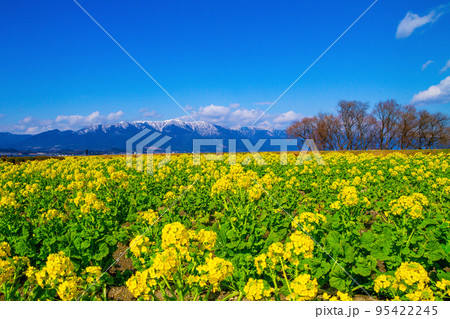 早咲きの菜の花と雪山 95422245