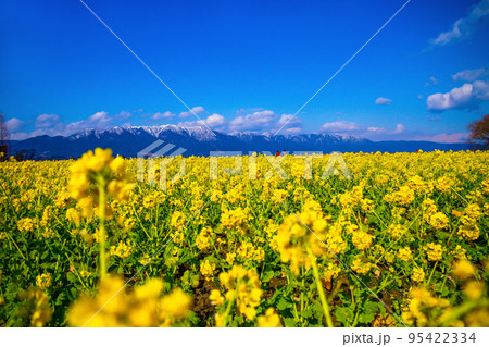 早咲きの菜の花と雪山 早咲きの菜の花と雪山 95422334