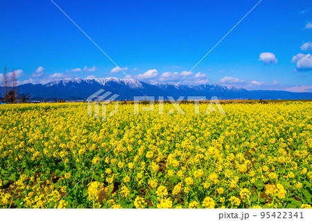 早咲きの菜の花と雪山 95422341