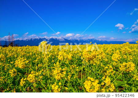 早咲きの菜の花と雪山 95422346