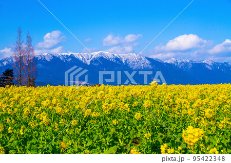 早咲きの菜の花と雪山 95422348