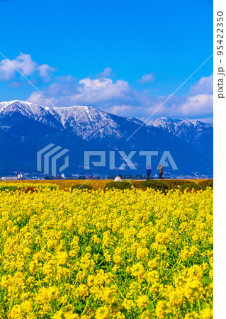 早咲きの菜の花と雪山 95422350