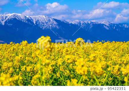 早咲きの菜の花と雪山 95422351
