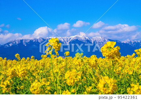 早咲きの菜の花と雪山 早咲きの菜の花と雪山 95422361