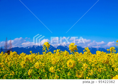 早咲きの菜の花と雪山 早咲きの菜の花と雪山 95422362