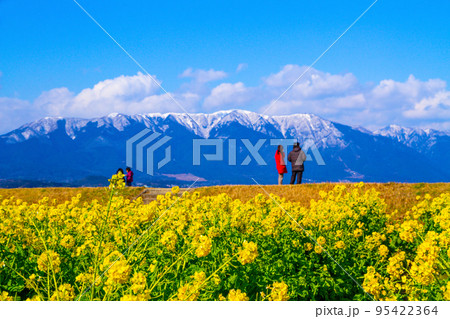 早咲きの菜の花と雪山 95422364