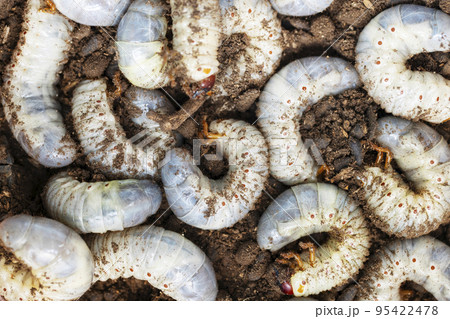 Large white worms closeup may bug larvae or rhinoceros beetle in the ground Large white worms closeup may bug larvae or rhinoceros beetle in the ground 95422478