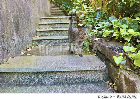 野良猫の道案内 95422646
