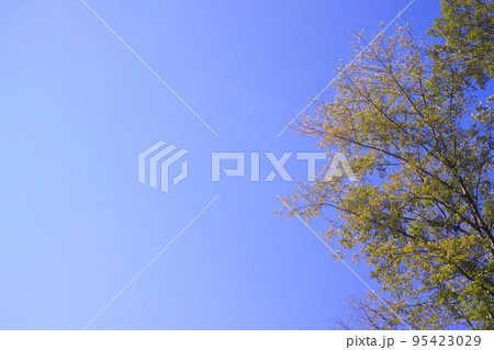 青空 秋イメージ 青空 秋イメージ 95423029