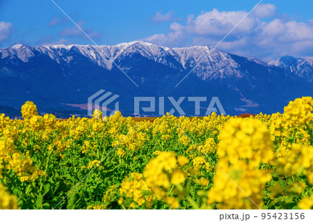 早咲きの菜の花と雪山 95423156