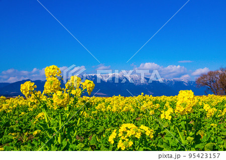 早咲きの菜の花と雪山 95423157