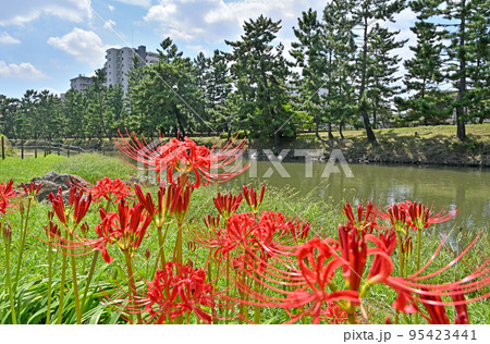 草加宿散歩・草加松原 国指定名勝 草加宿散歩・草加松原 国指定名勝 95423441