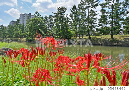 草加宿散歩・草加松原　国指定名勝 95423442