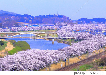 白石川を彩る華やかな一目千本桜 白石川を彩る華やかな一目千本桜 95423868
