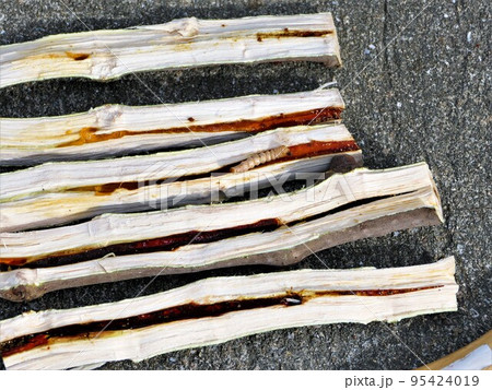 カミキリ虫の幼虫とイチジクの被害 95424019