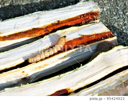 いきなり住処を暴かれ戸惑うカミキリ虫の幼虫とイチジクの被害 95424022