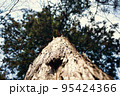 下から撮った木・大樹 95424366