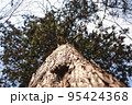 下から撮った木・大樹 95424368
