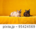 One breed, different color. Two Burmese cats.  95424569