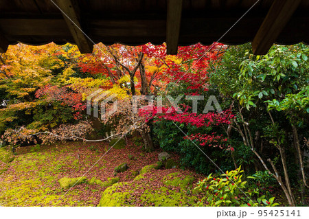 京都嵐山の秋　紅葉の清涼寺（嵯峨釈迦堂）　方丈前庭 95425141