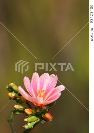 レウイシアの花と蕾 95425406