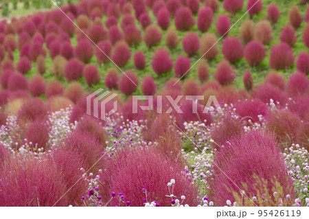紅葉したコキア　箱館山コキアパーク　滋賀県 95426119