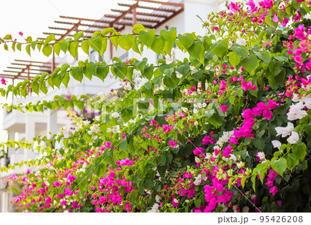 Mediterranean plants in the garden. Beautiful pink and white bougainvillea flowers on a traditional summer house in Bodrum, Turkey 95426208