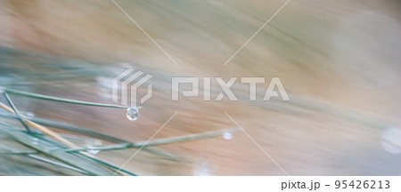 Soft focus ornamental grass Blue Fescue Festuca glauca with water drop. Blurred autumn background Soft focus ornamental grass Blue Fescue Festuca glauca with water drop. Blurred autumn background 95426213