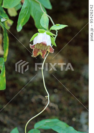 バアソブの花開く　福島県只見町 95426242