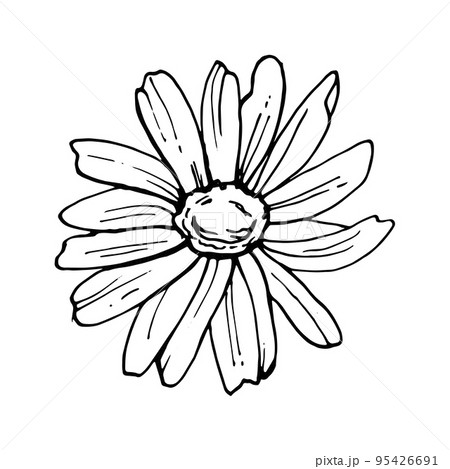 Doodle hand-drawn Chamomile flower 95426691