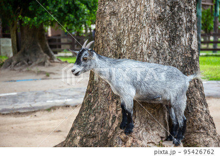 Goat stands on a stump with a large tree in the background. 95426762