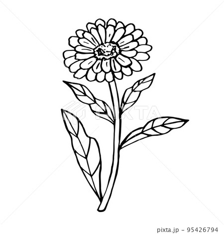 Calendula doodle flower. Black linear silhouette 95426794