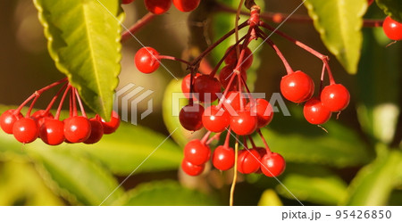 庭に毎年出てくるマンリョウ 庭に毎年出てくるマンリョウ 95426850