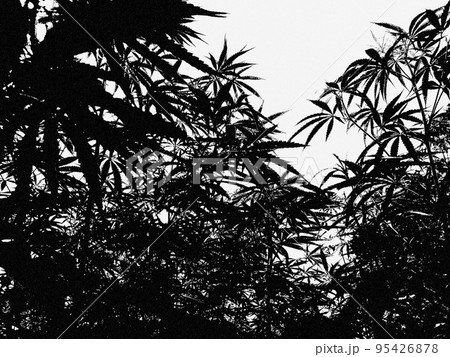 大麻畑のモノクロームのデジタルアート 大麻畑のモノクロームのデジタルアート 95426878
