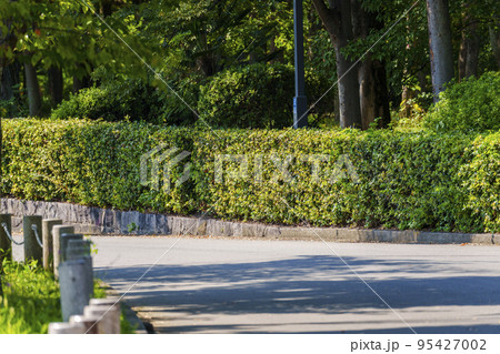 緑に囲まれた道路【大阪城公園】 95427002