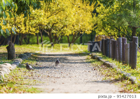 大阪城公園 秋で葉が黄色くなってきた梅林 大阪城公園 秋で葉が黄色くなってきた梅林 95427013