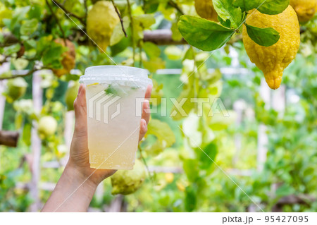 Woman hand holding a glass of cold lemon juice mixed with honey against a lemon garden background. Copy space Woman hand holding a glass of cold lemon juice mixed with honey against a lemon garden background. Copy space 95427095
