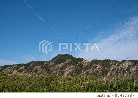 鬼住山とススキ 鳥取県西伯郡伯耆町 鬼住山とススキ 鳥取県西伯郡伯耆町 95427237